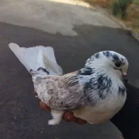 یه جفت کفتر عالی