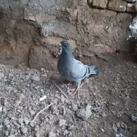 کفتر پلاکی معاوضه|پرنده|جوادآباد, |دیوار