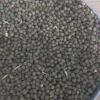 ماشک قره بذری