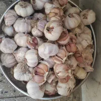 سیر خشک بدون پوکی