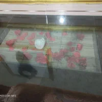 میزناهارخوری|میز و صندلی غذاخوری|شوشتر, |دیوار