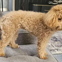 سگ گمشده( مژدگانی خوب میدم)