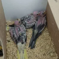 پرنده