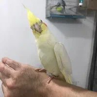جوجه عروس هلندی|پرنده|اهواز, سلطانمنش|دیوار