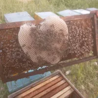 ۴۰عدد زنبور کارنیکا وبومی