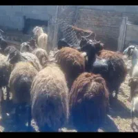 گوسفند خانگی