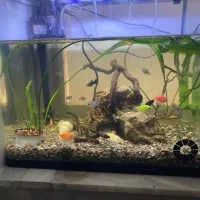 آکواریوم با تمامی وسایل|ماهی|شاهین‌شهر, گزبرخوار|دیوار