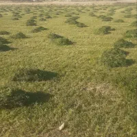 فروش یونجه حدودا 5 تن