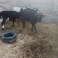 سلام یک گوساله