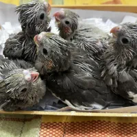 جوجه عروس هلندی|پرنده|لنگرود, |دیوار