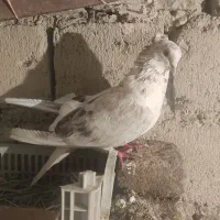 دو عدد کبوتر پشتار