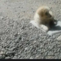 سگ شیزو خوشگل پشمالو