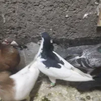 کفتر|پرنده|تربت جام, میرقوام الدین|دیوار