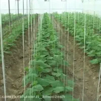 اجاره،واگذاری گلخانه‌ خیار آماده برای برداشت محصول