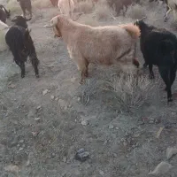 چبش