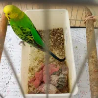 مرغ عشق مولد