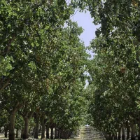 نهال پسته امریکایی