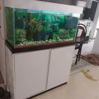 اکواریوم سالم باکمد