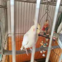 یک جفت عروس هلندی با لوازم|پرنده|پردیس, فاز ۴|دیوار