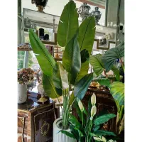 گلدان و درختچه