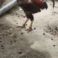 فروش‌فوری‌خروس‌افغان