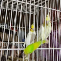 یک جفت عروس هلندی