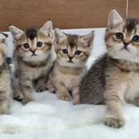 بچه گربه های ناز بریتیش و اسکاتیش|گربه|اهواز, زیباشهر|دیوار