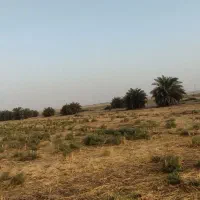 واگذاری نخل سعمران|گل و گیاه طبیعی|اهواز, زرگان|دیوار