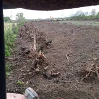 ریشه درخت صنوبر