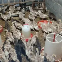 بوقلمون|حیوانات مزرعه|بانه, |دیوار