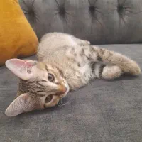 واگذاری گربه نژاد DSH|گربه|رباط‌کریم, رباط‌کریم|دیوار