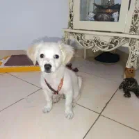 سگ بازی گوش