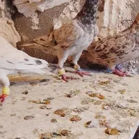 کفتر|پرنده|نیشابور, سرآب کوشک|دیوار