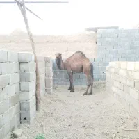 شتر حق سه ساله|حیوانات مزرعه|بافق, |دیوار