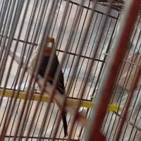 سهره قناری بخون