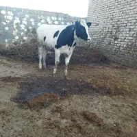 گاو.تلیسه گوساله ماده