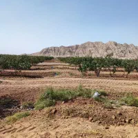 ۲حلقه چاه با ۱۳۵هکتار باغ پسته/فروش به علت مهاجرت/|فروش دفتر صنعتی، کشاورزی، تجاری|مشهد, امام رضا (ع)|دیوار