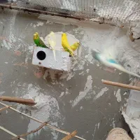 تعدادی مرغ عشق|پرنده|میناب, |دیوار