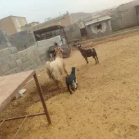 فروش بز کهره دار درجه یک جوان