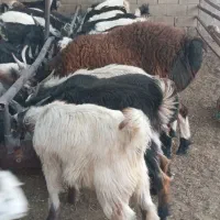 قوچ بره کهره بذری|حیوانات مزرعه|شیراز, جرسقان|دیوار