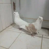 معاوضه با ماده طوقی