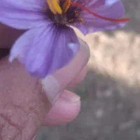 فروشپیاززعفرانهمراهمشاورهرایگان