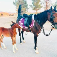 اسب عرب ۴ساله اصیل ۳دستو‌پا سفید وکره اسب وشکمش