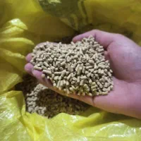 دانه پارس گندم جو مرغ و خروسی