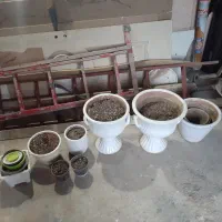 گل وگیاه|گل و گیاه طبیعی|بروجرد, |دیوار