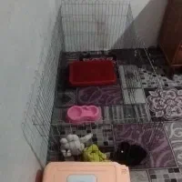 سگ پامر تربیت شده نر|سگ|نسیم‌شهر, |دیوار