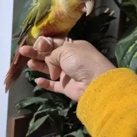 جفت گرینچیک