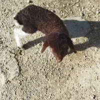 کهره و بره شیر خوار و علفخوار