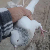 دم سفید|پرنده|شیراز, سلطان آباد|دیوار