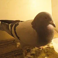 کبوتر پلاکی|پرنده|شهریار, شهرک اداری تندگویان|دیوار